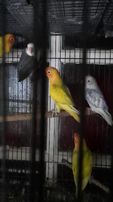 Farhanbird.store MANGGARAI
