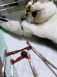 FENVET CARE (Praktik Dokter Hewan Mandiri drh.Feny)