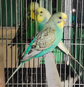 Fontana Parrots