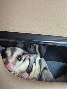 Gliderpedia ( Sugar glider pedia )