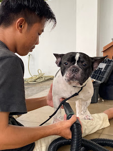 Grevin Pet Grooming - Panggilan Ke Rumah Tangerang Jakarta