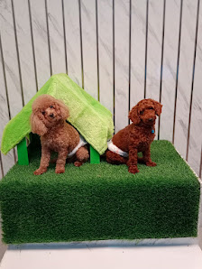 GROOMER by Rianasitepu_grooming_jkt