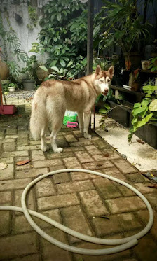 Grooming Anjing Dan Kucing Panggilan Jakarta. Groomee