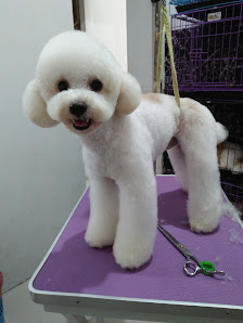 Grooming BOLU PET GROOMING