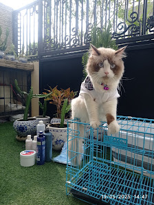Grooming home service / homeCALL famcat