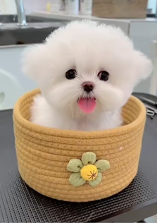 Grooming house call