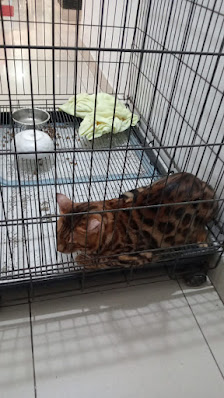 Grooming Kucing Panggilan Ke Rumah