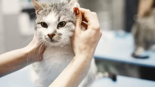 GROOMING KUCING PANGGILAN