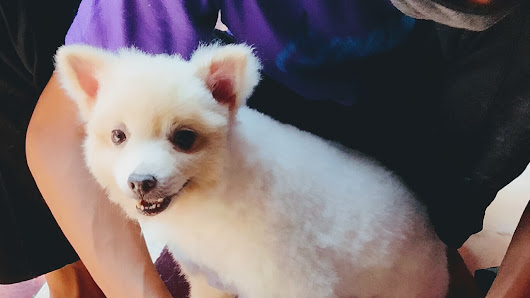 GROOMING PANGGILAN Anjing dan kucing denpasar(groming uwow)