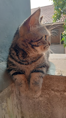 Grooming panggilan jakarta bekasi dan cikarang catboy&catsitter home servismuezza grooming