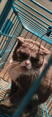 Grooming Panggilan Kerumah (Senja Cats)