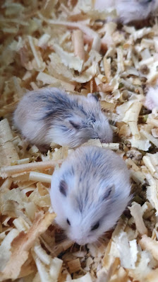Hamster Petshop
