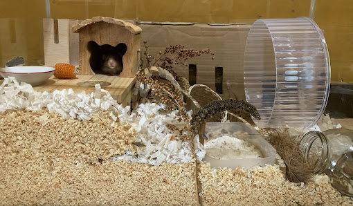 Hamuku Hamster