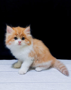 Handreaz cathouse