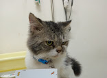 Happy Pets Mobile Grooming