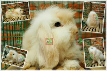 Harfa Rabbit