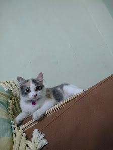 Hello Vet Kahfi