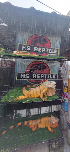 HS_REPTILE JAKARTA (serly Kristiana)