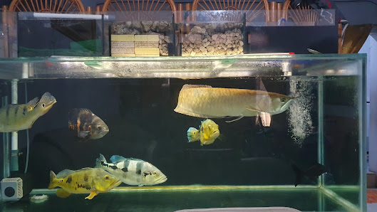 Ide aquarium