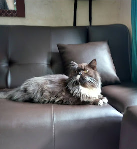 Isso ni cathouse cat hotel (penitipan kucing)