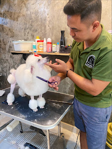 Iwan Star Grooming