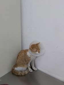 Jakarta Vet Kelapa Gading