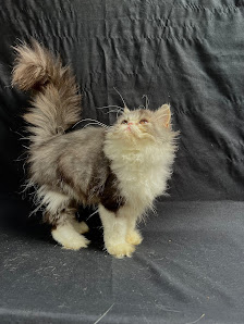 Janggamengku Cat House (Jual Kucing Ras Persian Sphynx Munchkin BSH Scottish Fold) Peternak Kucing Murah Jakarta Timur