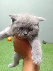 Jasa Grooming Kucing Panggilan Catrin Petshop