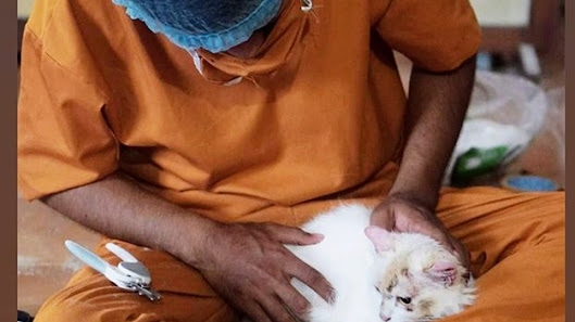 Jasa Grooming Kucing Panggilan Ke Rumah Terdekat | Faunafella