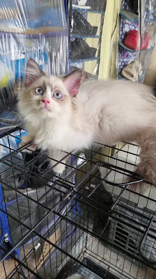 Jasa Pacak Cat House