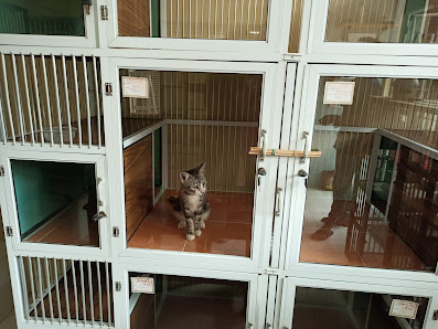 Jongos Meong
