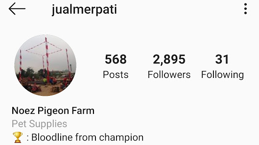 Jual Merpati Trah Jakarta - Koh Martin