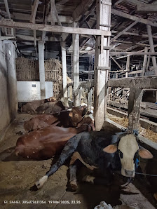 Kandang kambing pak Rony