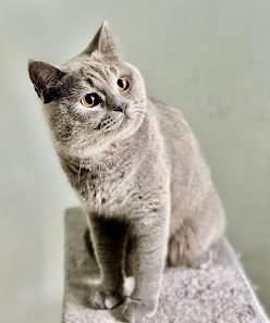 Karafuru Cattery