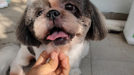 Kawan Grooming pet