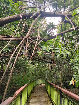 Kawasan Arboretum Mangrove