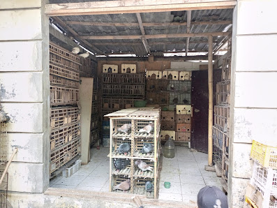 KIOS BURUNG DARA ,BANG SURYA