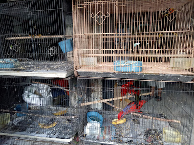 KIOS BURUNG KIKI KICAU