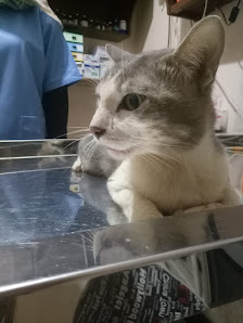 Kitorang Petshop & Care ( Petshop dan Praktek Dokter Hewan)