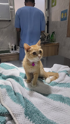 Klinik Hewan Piara Pulomas