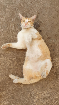 Klinik Hewan SW Pet