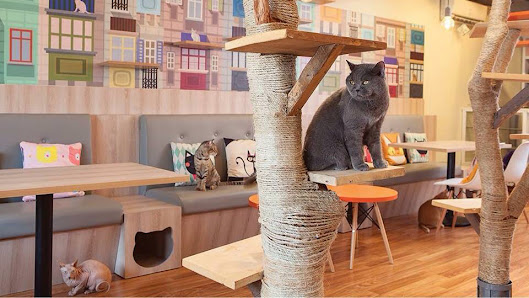 Kopi Cat Cafe By Groovy - Bintaro
