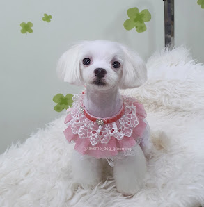 LAVERNE Dog Grooming & Private Grooming Course by Agus Riyanto