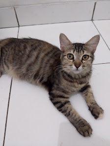 LEON CAT SITTER (PET HOTEL DAN STERIL SUBSIDI)