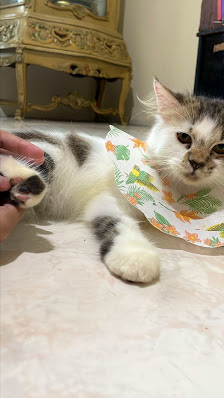Lima PetShop & Grooming