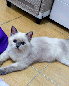 Lucky Pet Care ( Dokter Hewan dan Home Visit ) | Grooming & Pet Hotel | Dokter Hewan terdekat