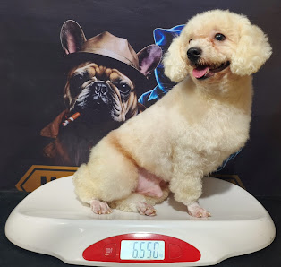 Mafia Grooming Petshop