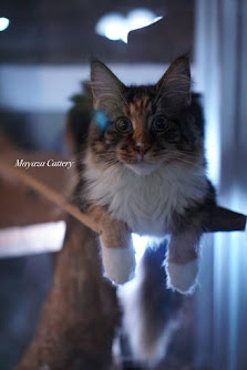 Mayaza Mainecoon Cattery