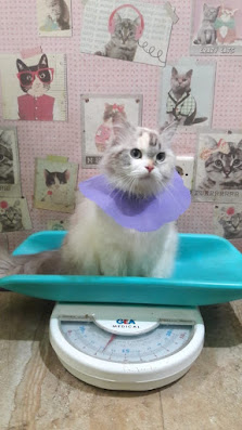 Mbul Petshop