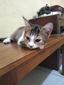 Medical Pet Jogja